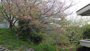 金沢動物園　桜情報