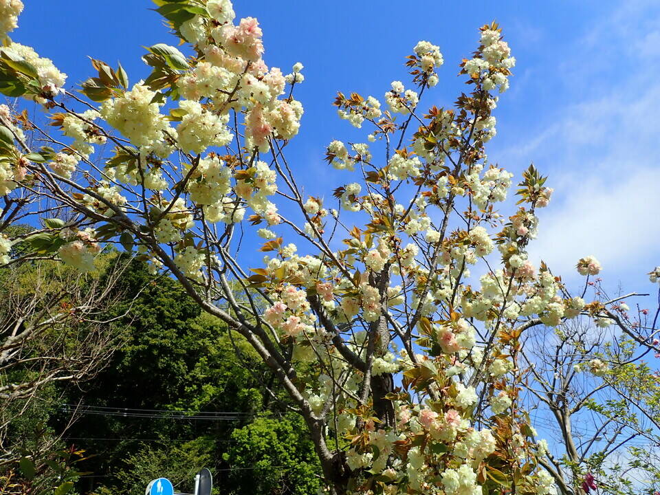 桜はソメイヨシノだけじゃない!の写真