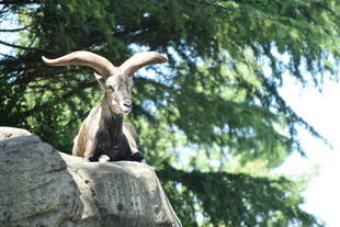 呪文のような名前の正体は？