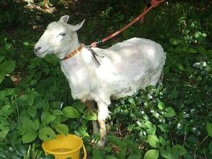 毎年恒例行事です～ヒツジの毛刈り