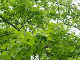 ナンジャモンジャの木、花が咲きました！