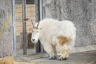 シロイワヤギ、冷房展示室に移動しました