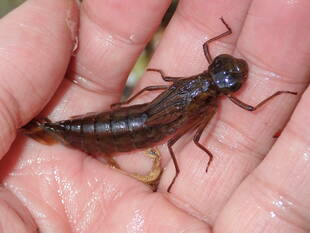 トンネルを出たところの滝の池