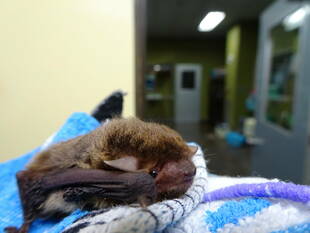 近くでみると意外とビックリ