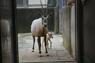 生まれました‼