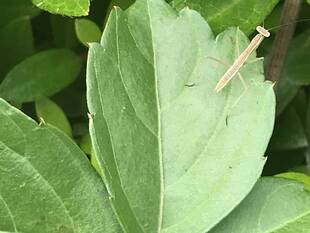 梅子黄（うめのみきばむ）