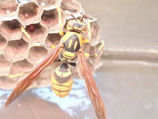 キアシナガバチの大奮闘
