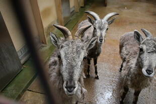 バーラル～オレンジの親離れ②～