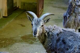 バーラル～オレンジの親離れ①～