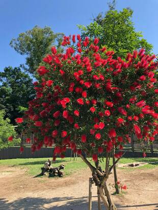ブラシノキが見頃です！