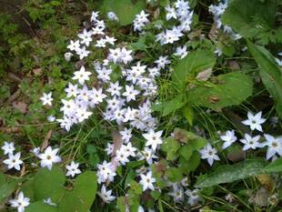 南米の花が咲いてました