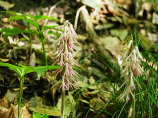 初夏の ののはな