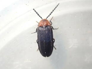 初めて見る陸生ボタル　～ムネクリイロボタル～