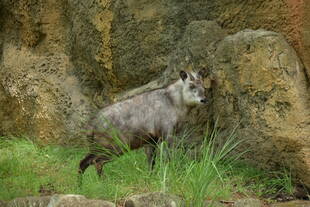 「すべてはカモシカ次第、全力疾走編!」