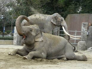 砂入れました~スピンオフ~