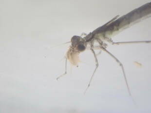 滝の池のイトトンボ