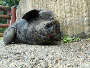 ほのぼの広場からのお知らせ 2019