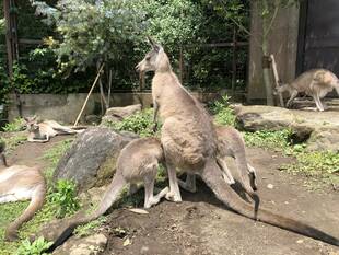 双子のカンガルー⁈ではありません