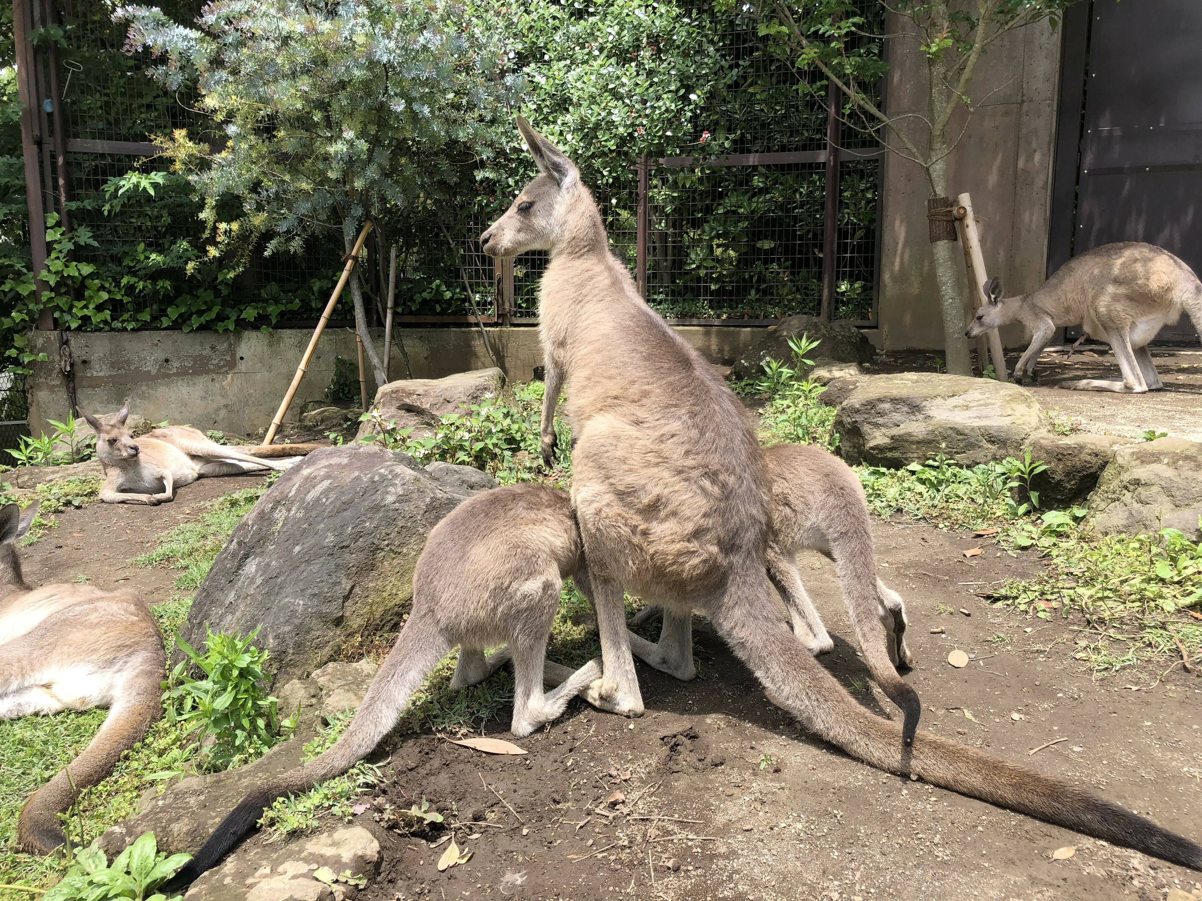 双子のカンガルー⁈ではありませんの写真