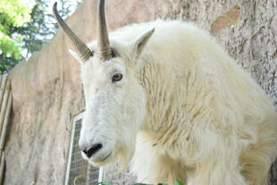 ペンケ18歳になりました②