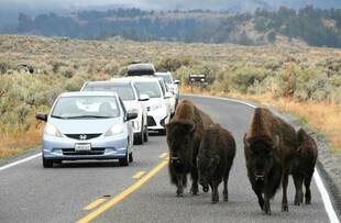 アメリカに行ってきました~イエローストーン編①~