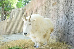 ペンケ、18歳になりました①