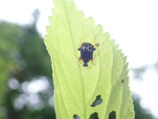 オトシブミのゆりかご