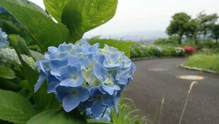 アジサイ3大スポット発表!