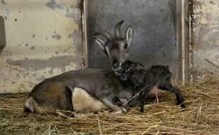 バーラルの赤ちゃんが生まれました！