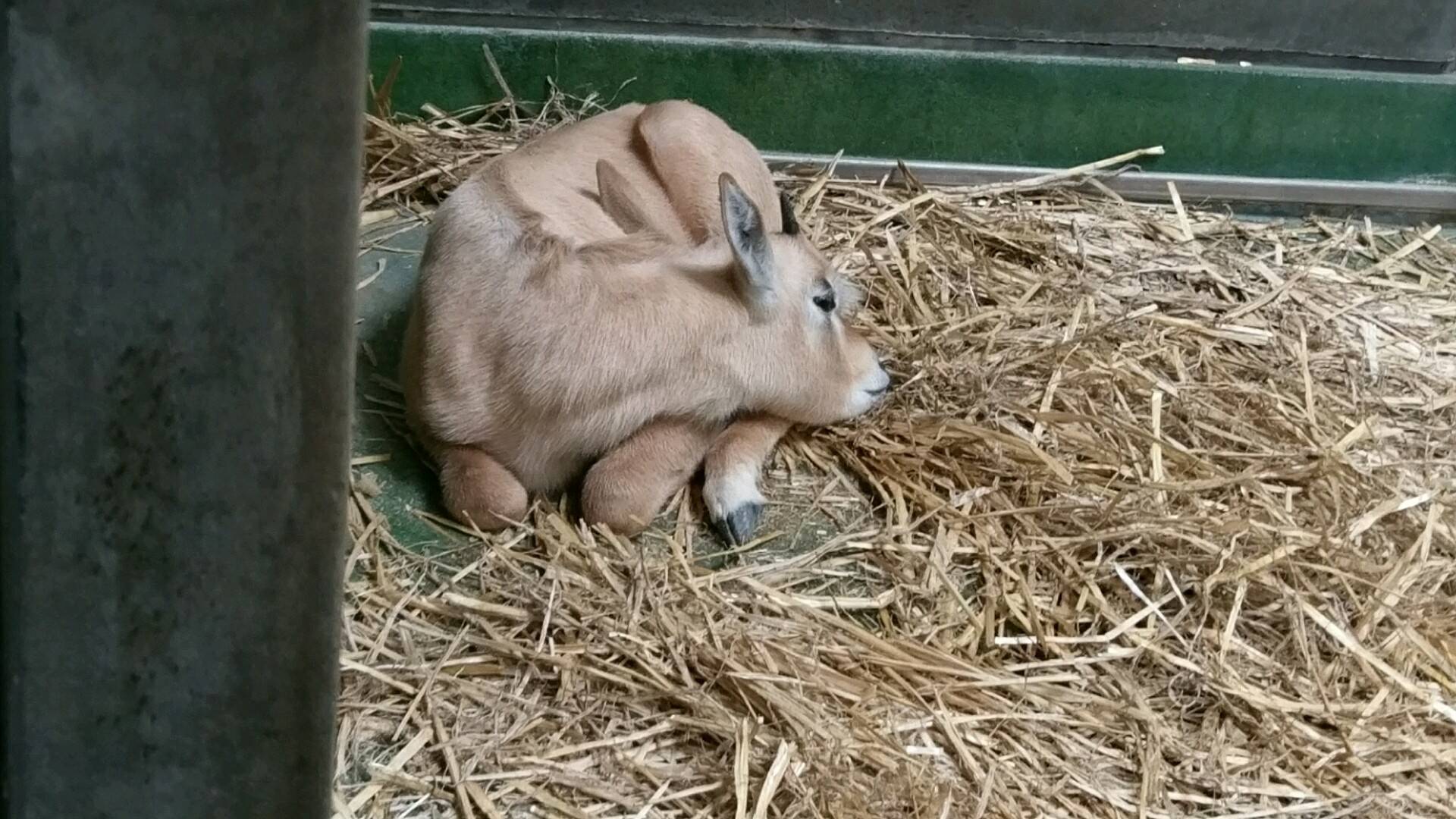 お披露目ですの写真