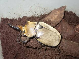 むし・虫・カブトムシ展を開催しています