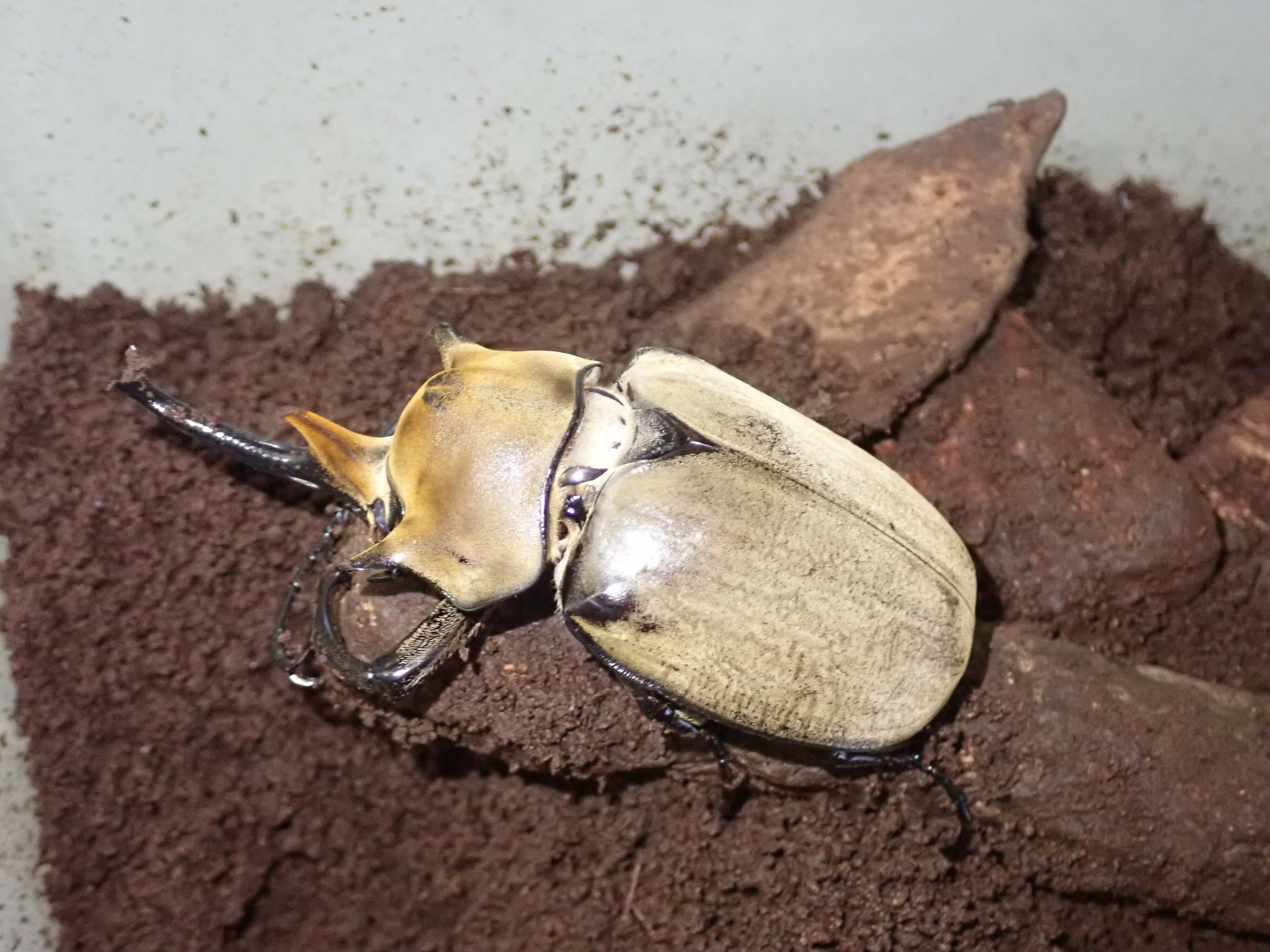 むし・虫・カブトムシ展を開催していますの写真