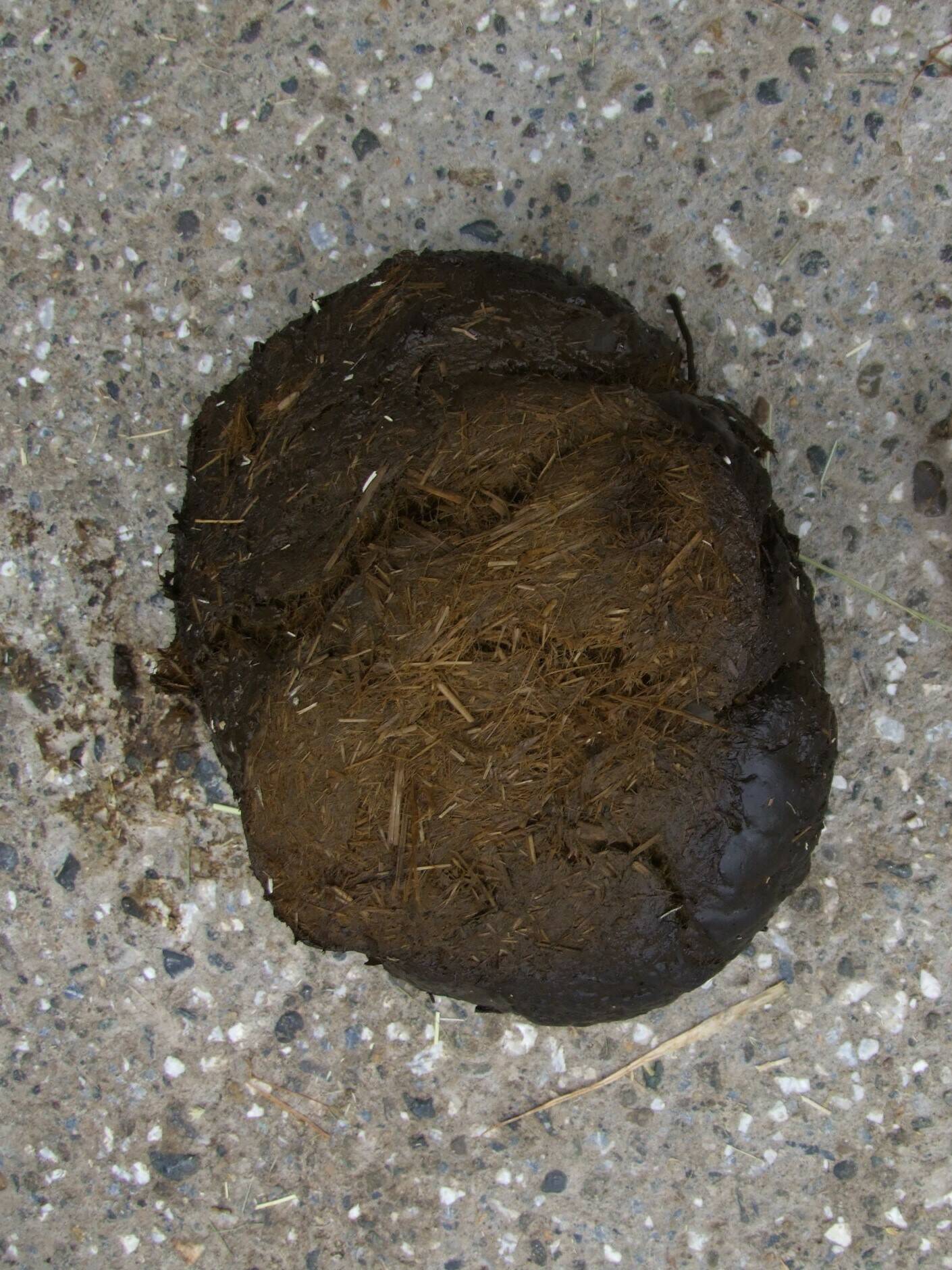 ゾウの・・・の写真