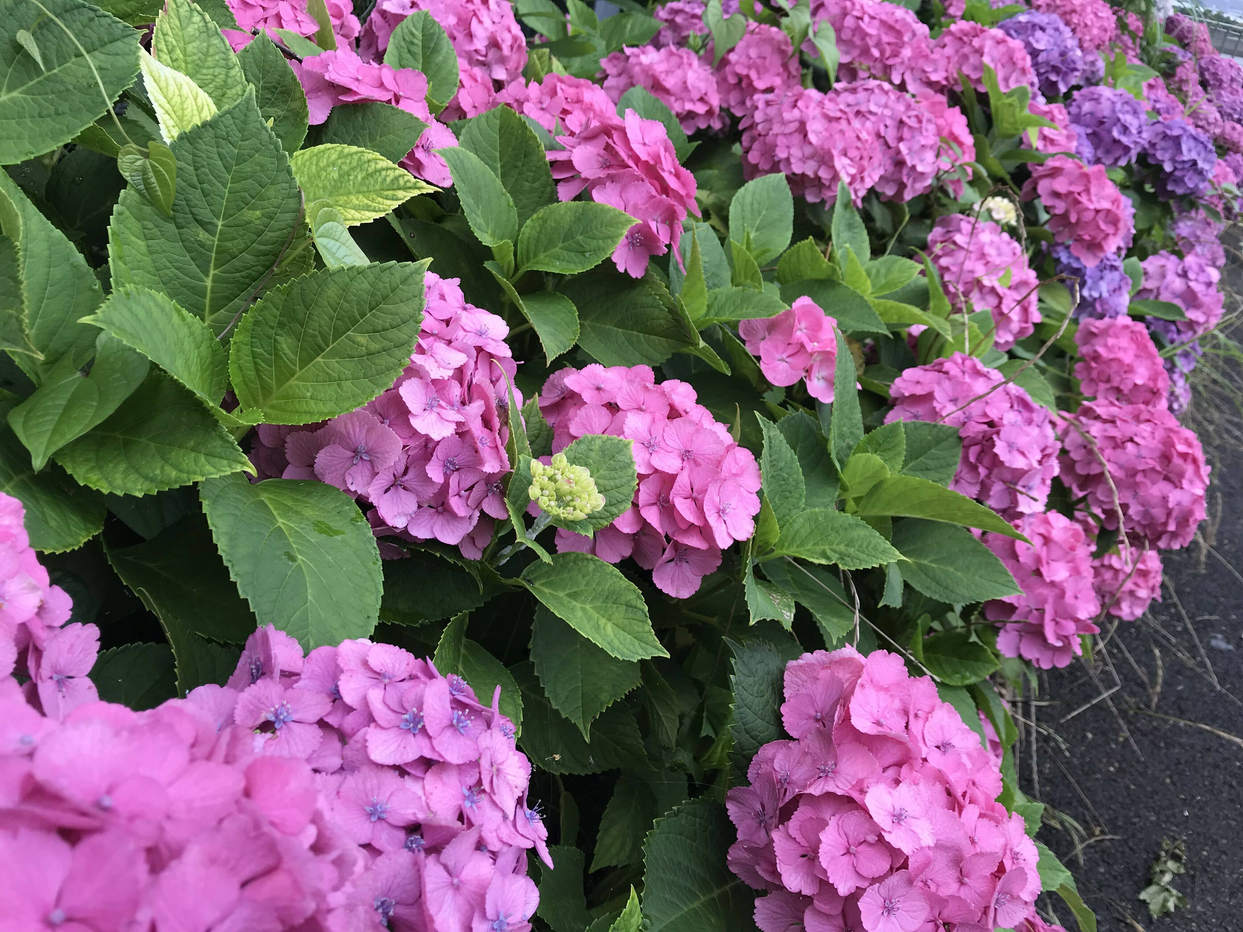 土用の丑の日の写真