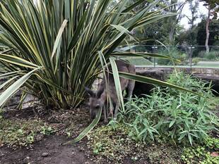 カンガルーの展示予報