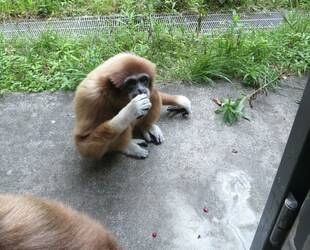 ヤマモモどうですか～？