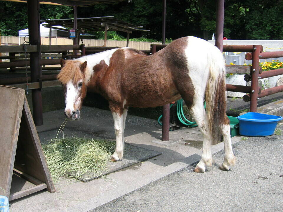 お馬のお手入れの写真