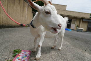 ヤギのメメが２歳になりました