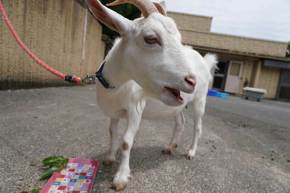 ヤギのメメが2歳になりましたの写真