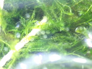 いきもの館の繁殖ラッシュ　～ホトケドジョウ～