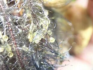 いきもの館の繁殖ラッシュ　～ミナミメダカ～