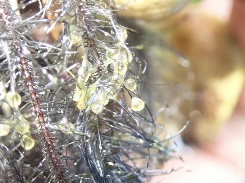 いきもの館の繁殖ラッシュ ~ミナミメダカ~の写真