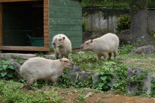 令和最初のカピバラの夏