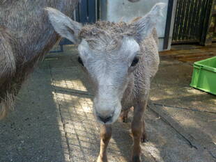 アレが、ついに・・・・!