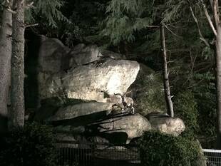 「ナイトZOOおすすめ!スーチョワンバーラル」