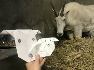 シロイワヤギ~モニター設置のその後~