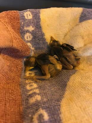 メジロの成長過程