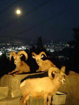 オオツノヒツジの暑い夏の過ごし方