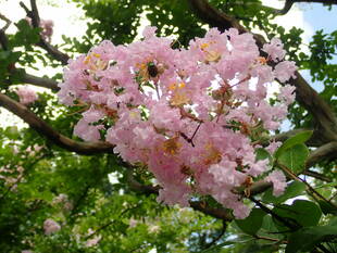 暑い日が続きます。