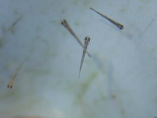 いきもの館の繁殖ラッシュ　～ミヤコタナゴ～